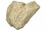 Dinosaur (Triceratops) Frill Shield Section - Montana #338921-1